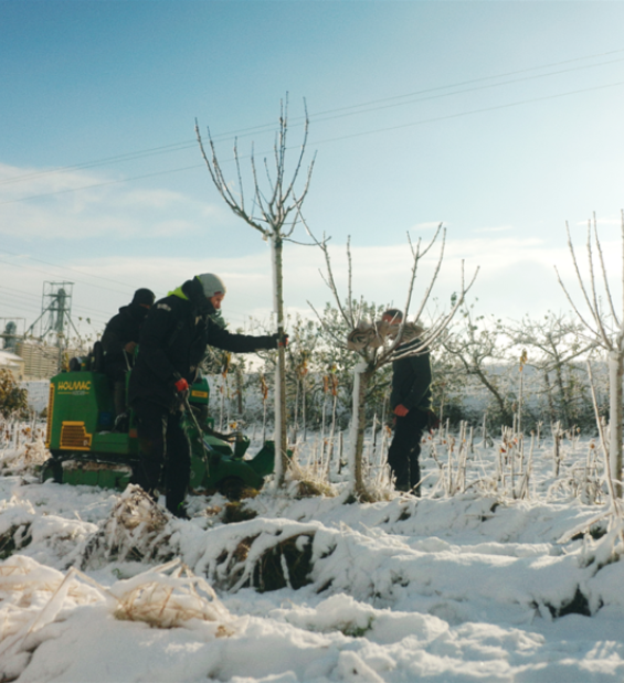 La préparation des arbres pour l'Hiver par la pépnière Baltet-Dumont